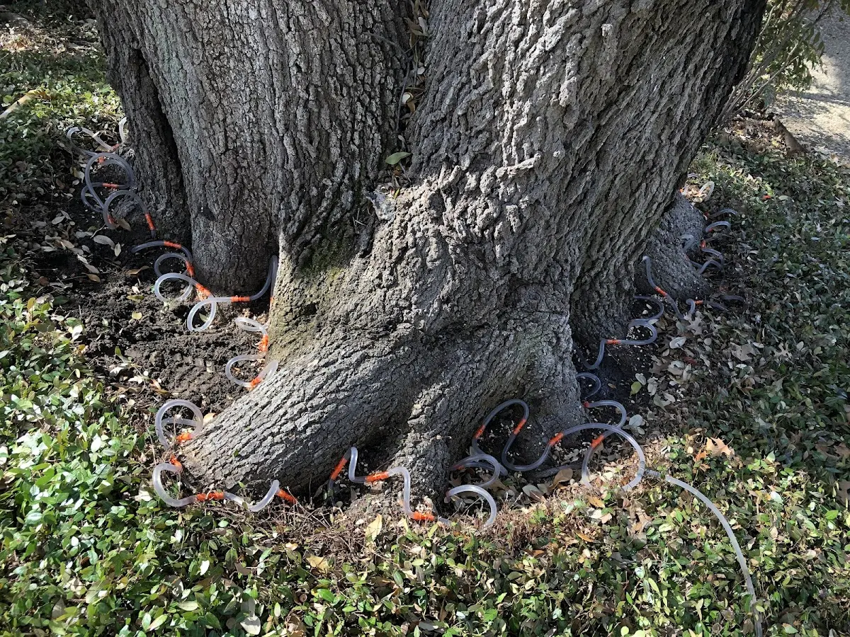 Detailed Tree Cabling and Bracing job site in Trumbull
